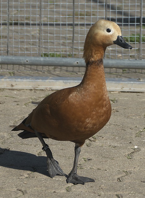 为独行侠带